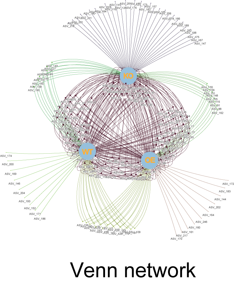 Venn network for 3 sets. The three light-blue nodes represent sets KO, OE and WT. The purple nodes in the middle are shared among 3 sets. Those nodes connected with two edges are shared by every two sets. The outer nodes with only one connected edges are specially belonging to one set.