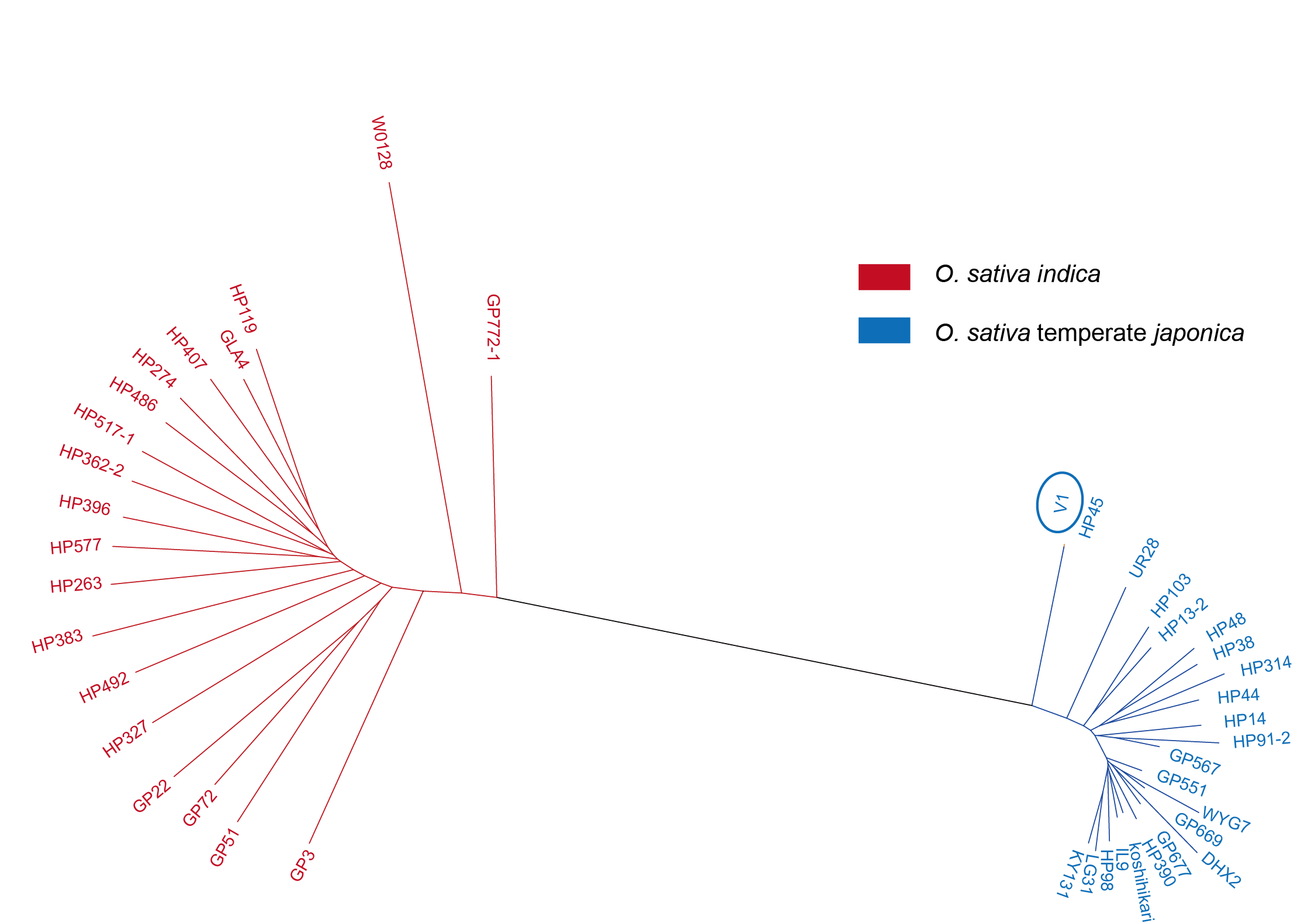 Neighbor-joining tree of 42 rice accessions used for differentiated SNPs identification